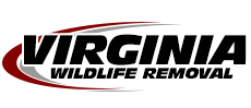 Norfolk Wildlife Removal